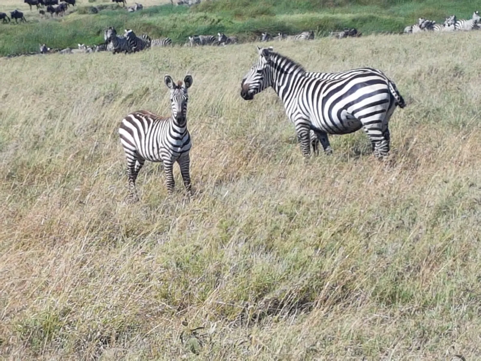 Die Serengeti