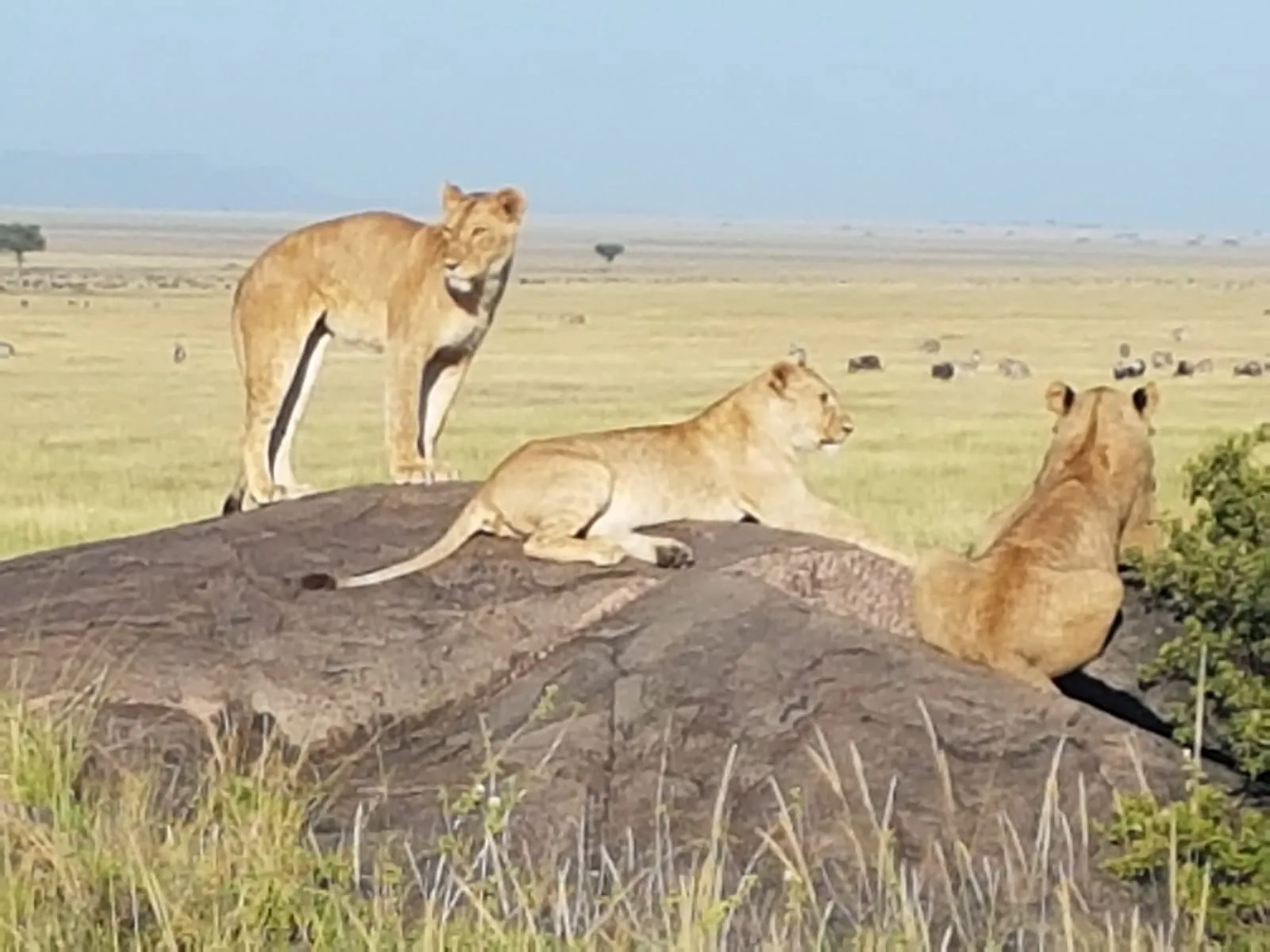 Die Serengeti