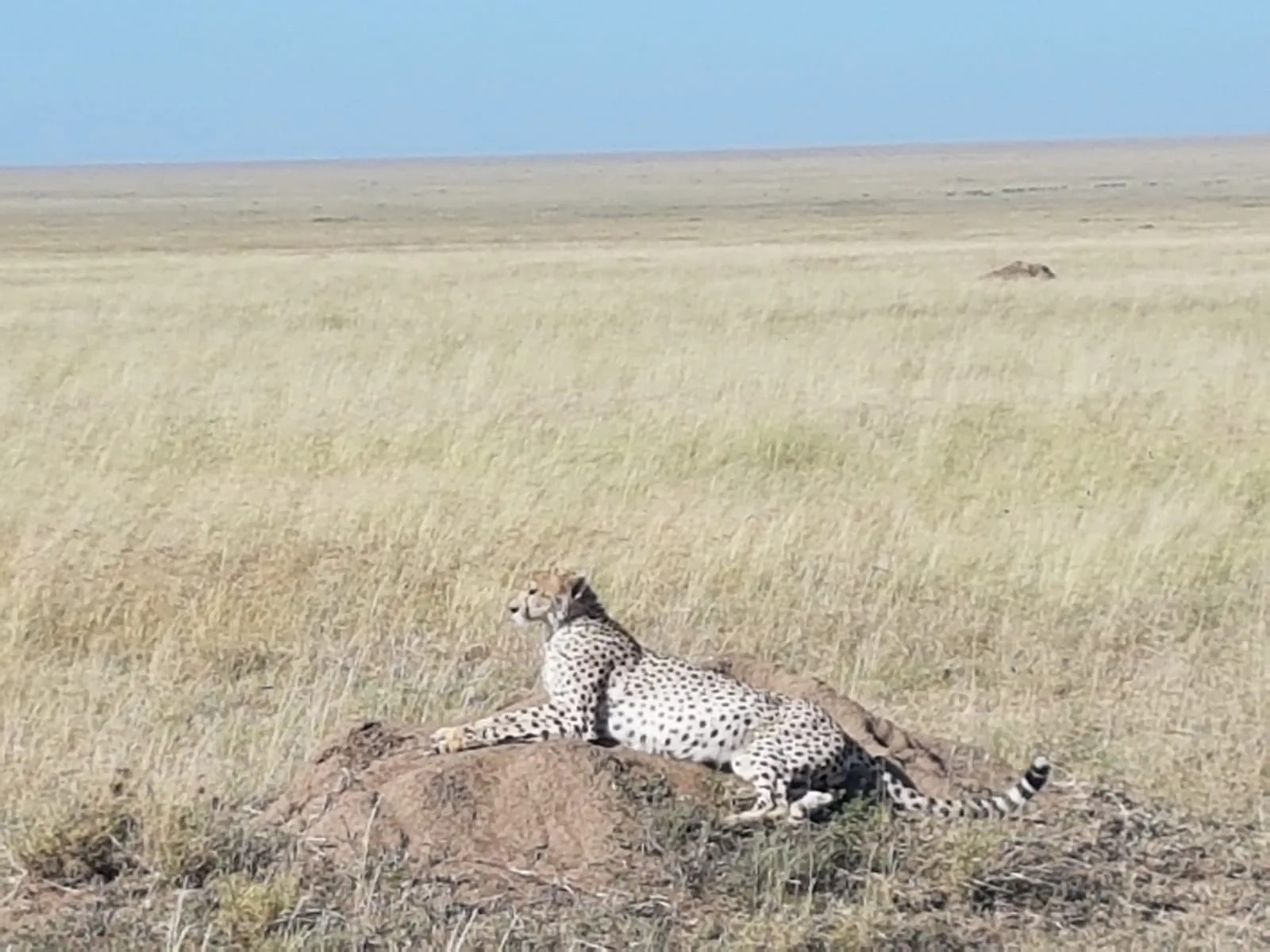arusha