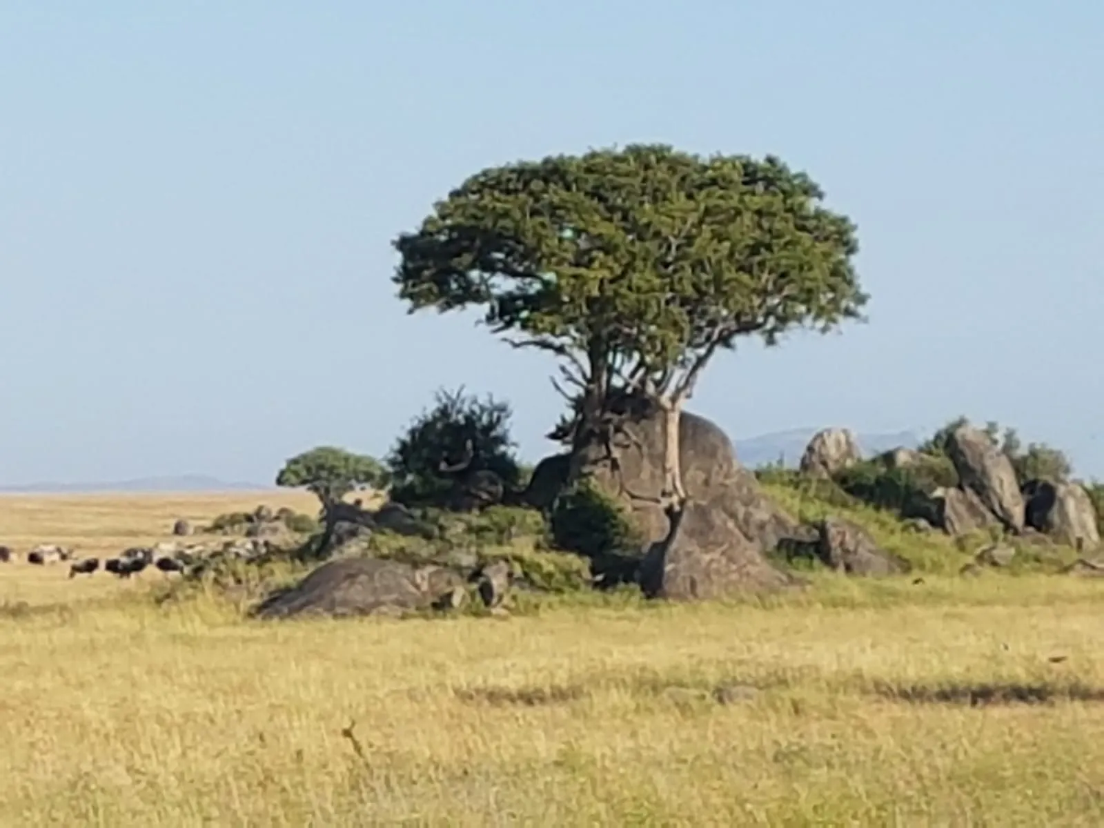 arusha