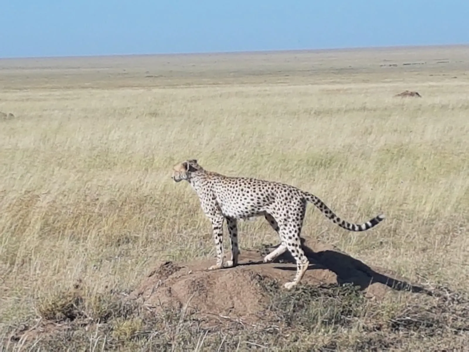 arusha