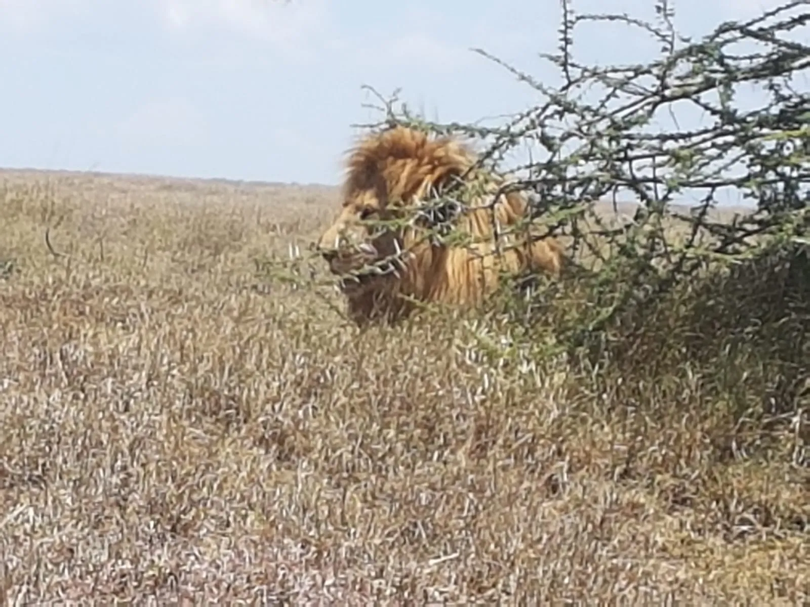 arusha