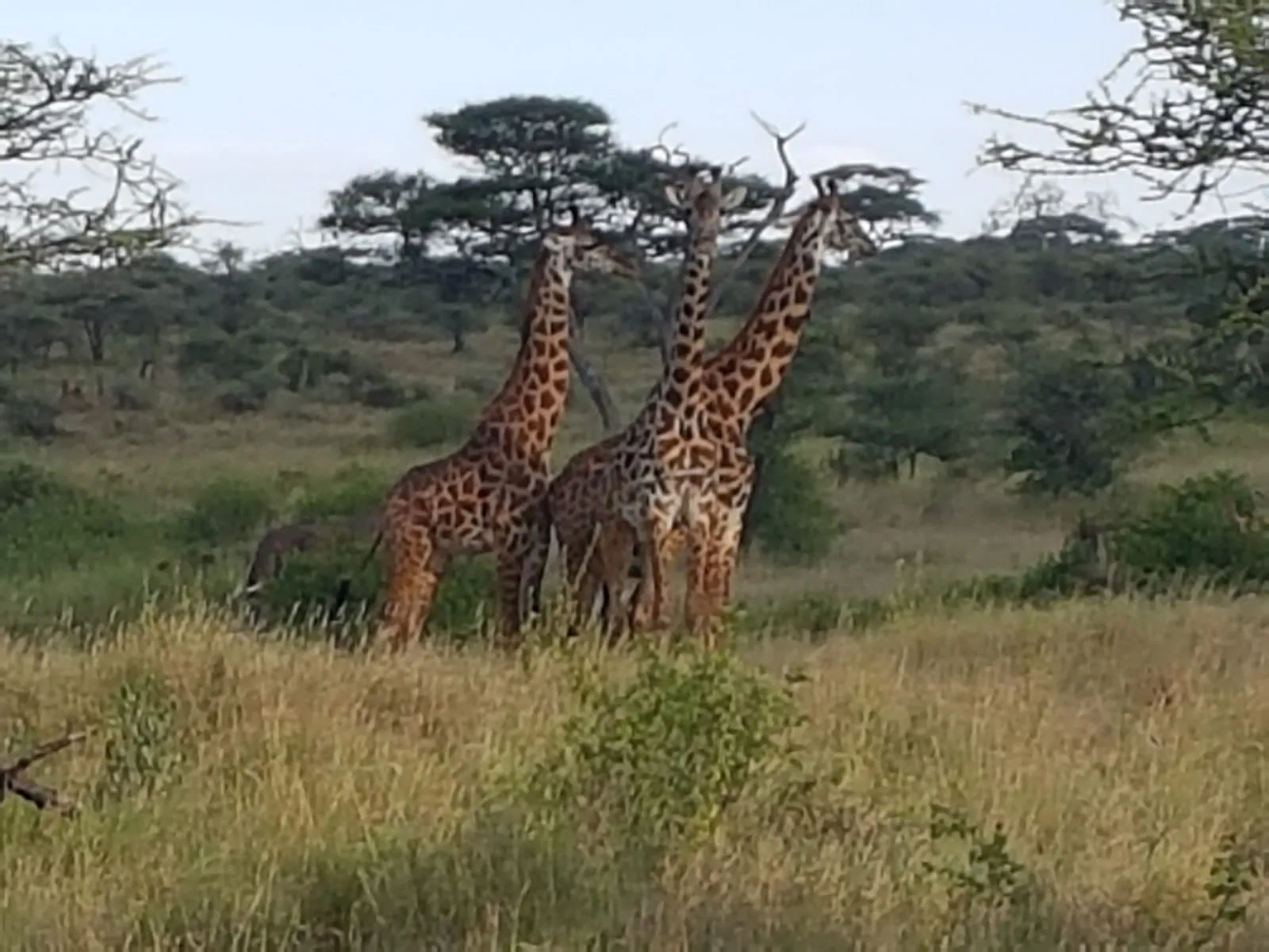 arusha