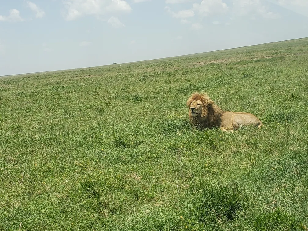 Die Serengeti