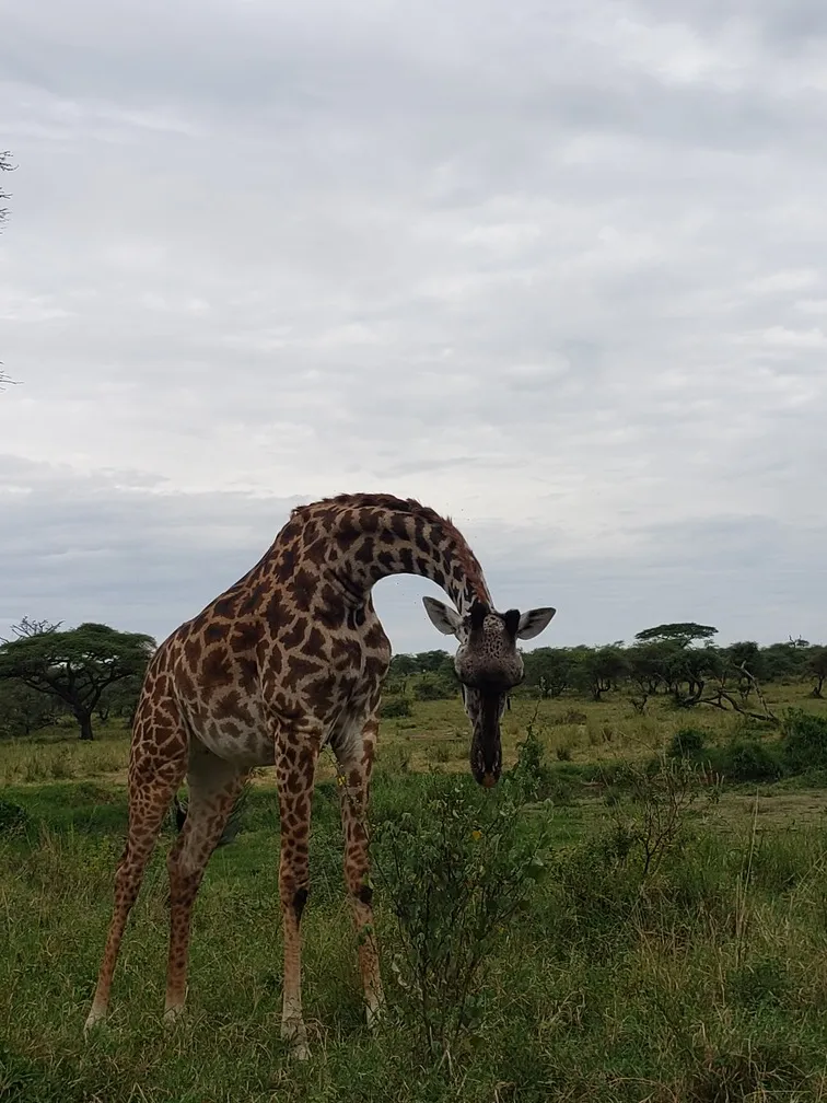 Die Serengeti