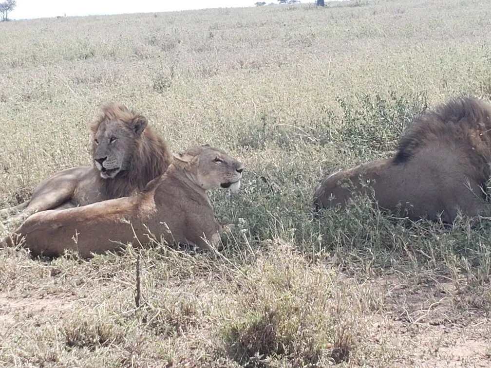 Die Serengeti