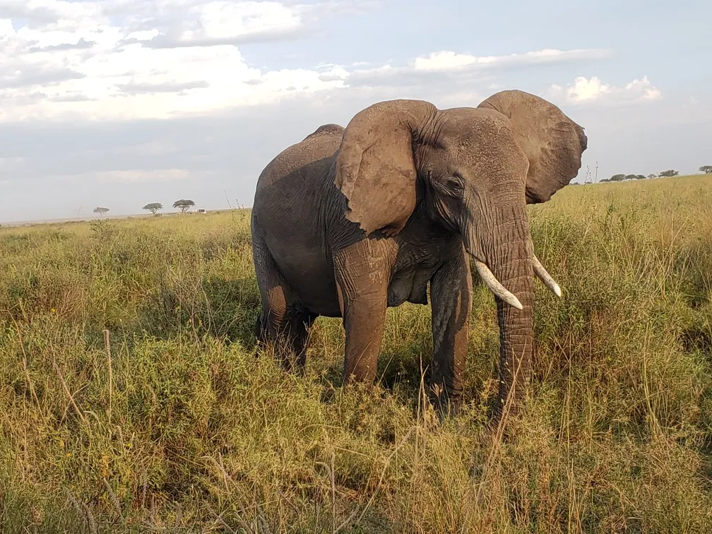 Die Serengeti