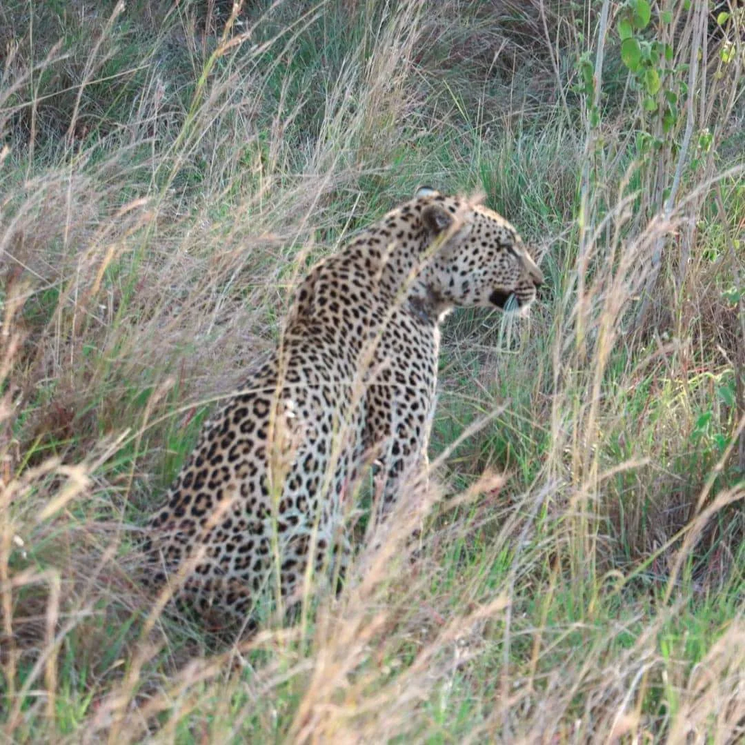 Die Serengeti