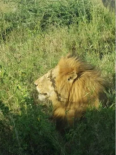 Die Serengeti