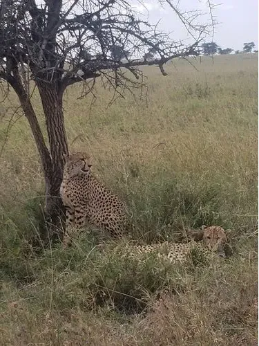 Die Serengeti