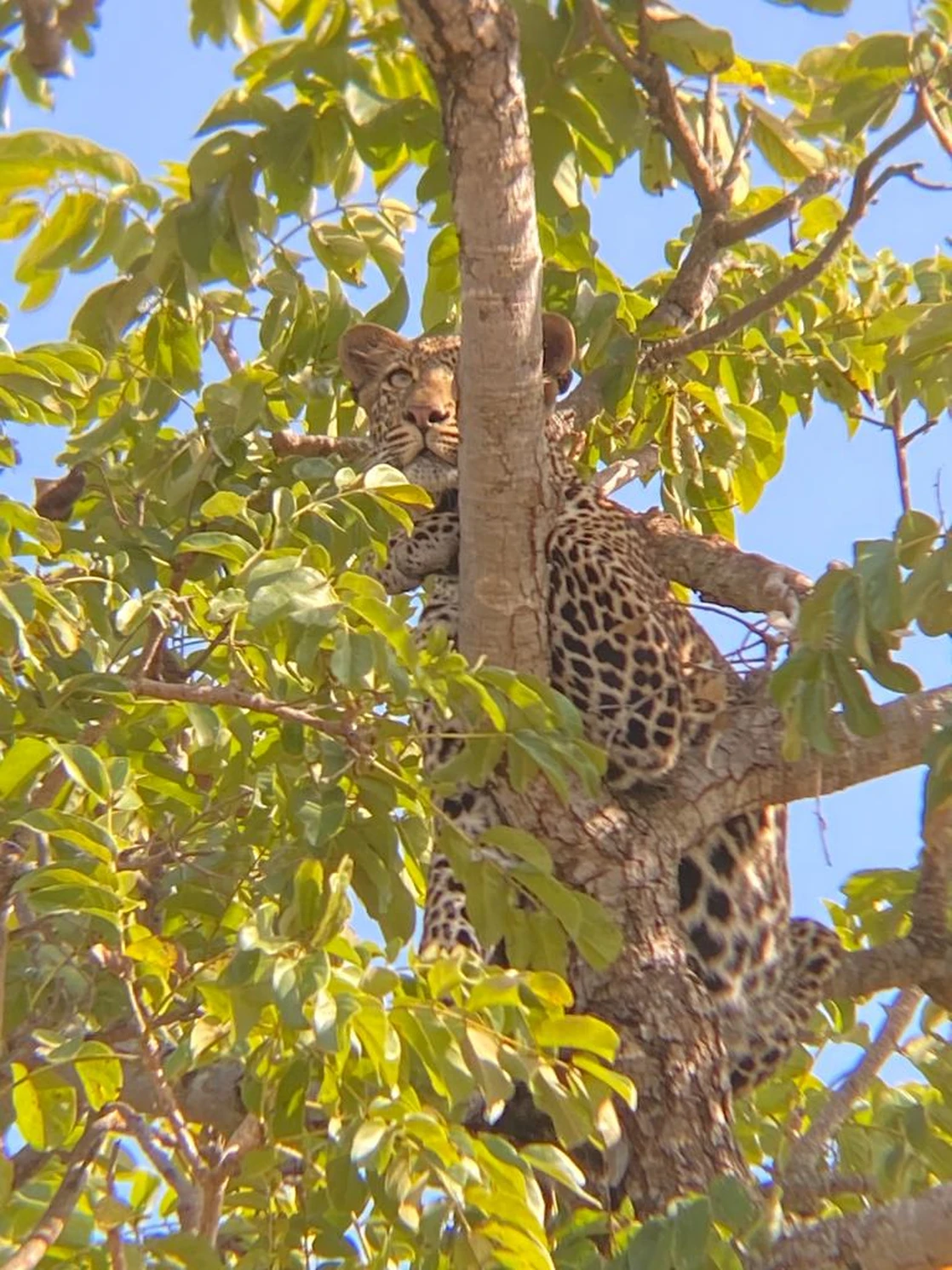 Die Serengeti
