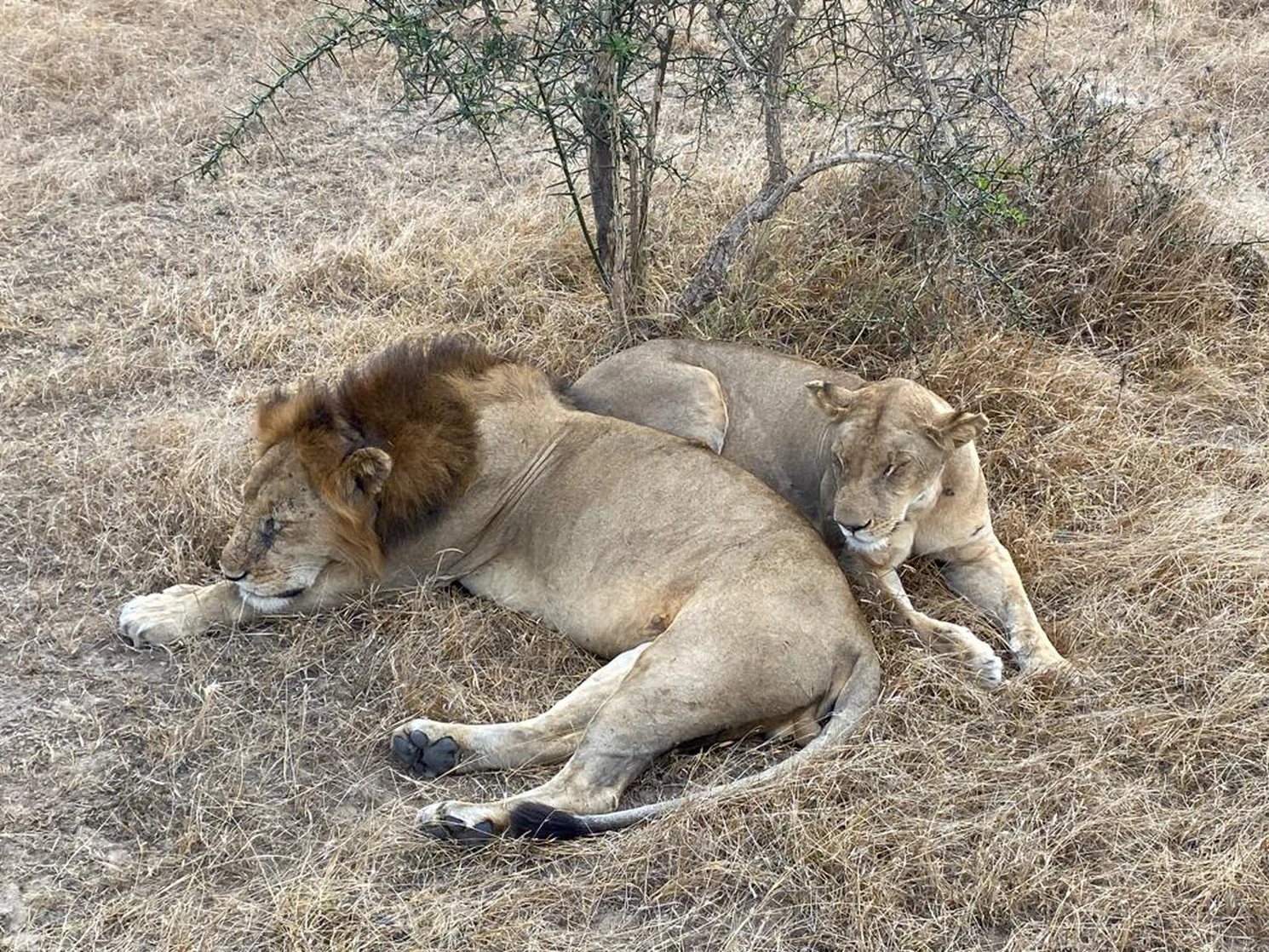 Die Serengeti